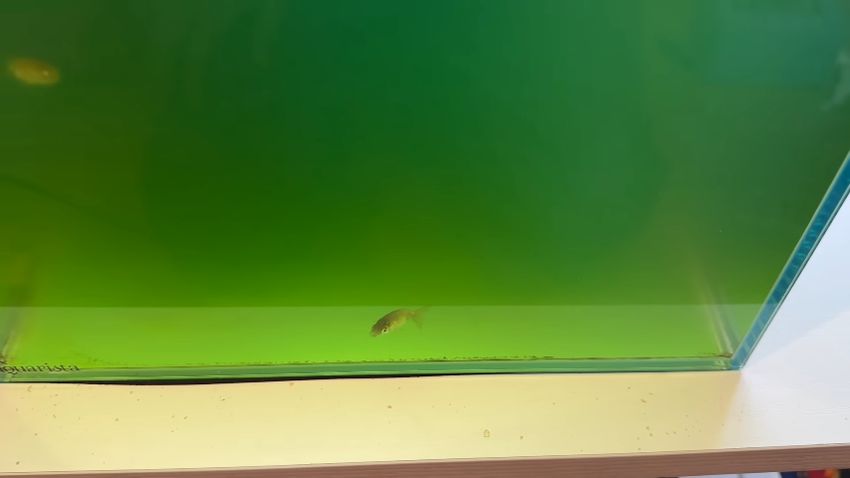 水換えをほとんどしていない環境で育った小さいらんちゅう