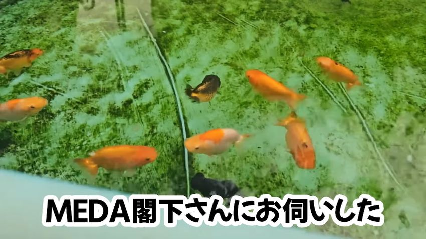 広い環境で育った大きならんちゅうたち