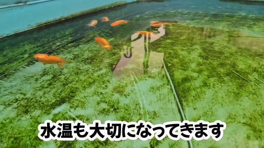 水温もらんちゅうの生育に関わる