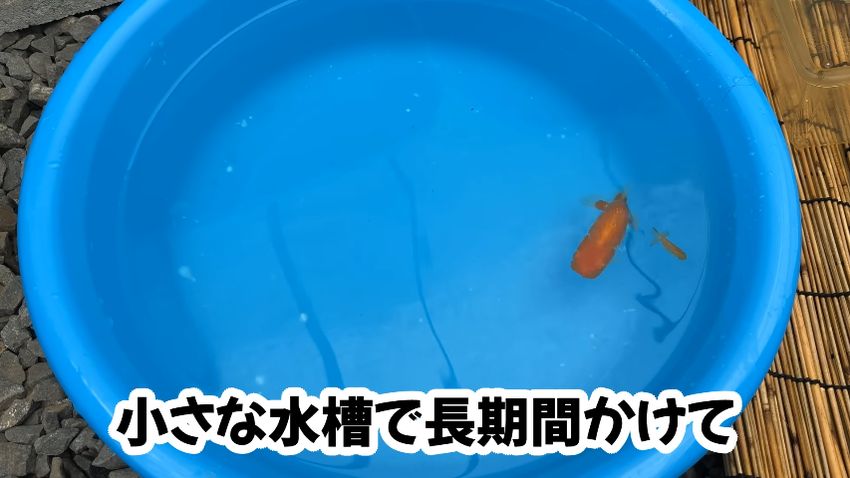 環境によって成長スピードはコントロール可能と伝える投稿者