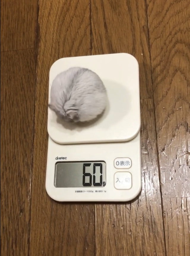 ごはん前は60グラムのましろくん