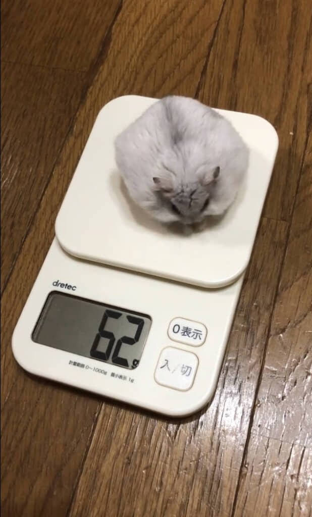 2グラム増えてる……！