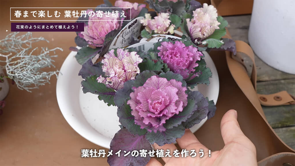 春まで手間いらずな、葉牡丹メインの寄せ植えを作ります