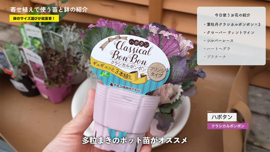 葉牡丹には「クラシカルボンボン」を採用