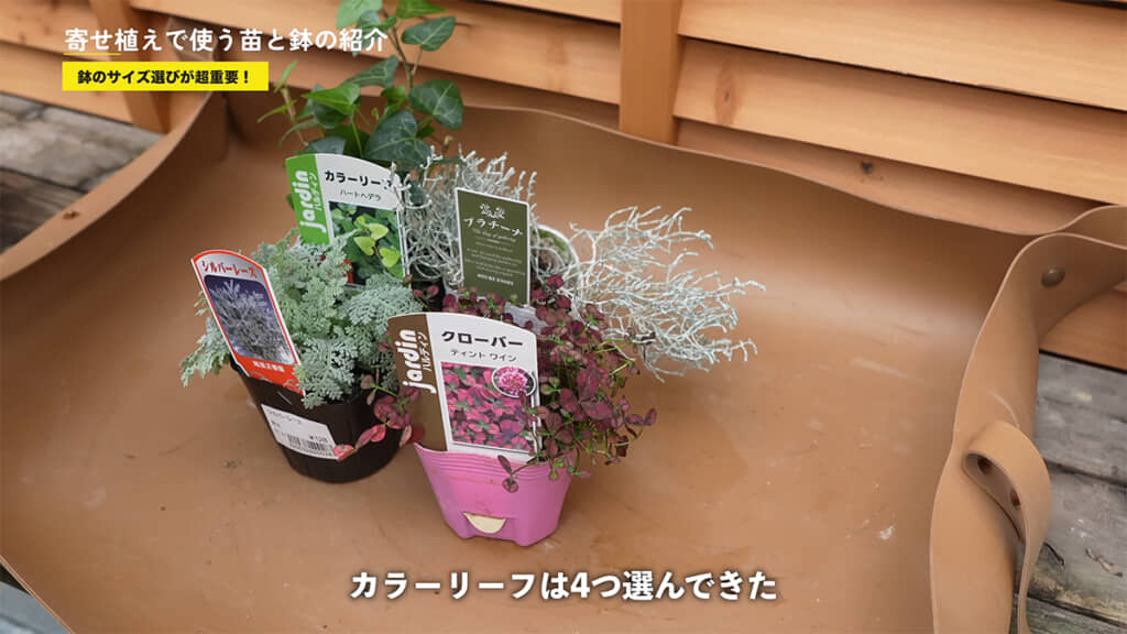 カラーリーフを4種用意しました