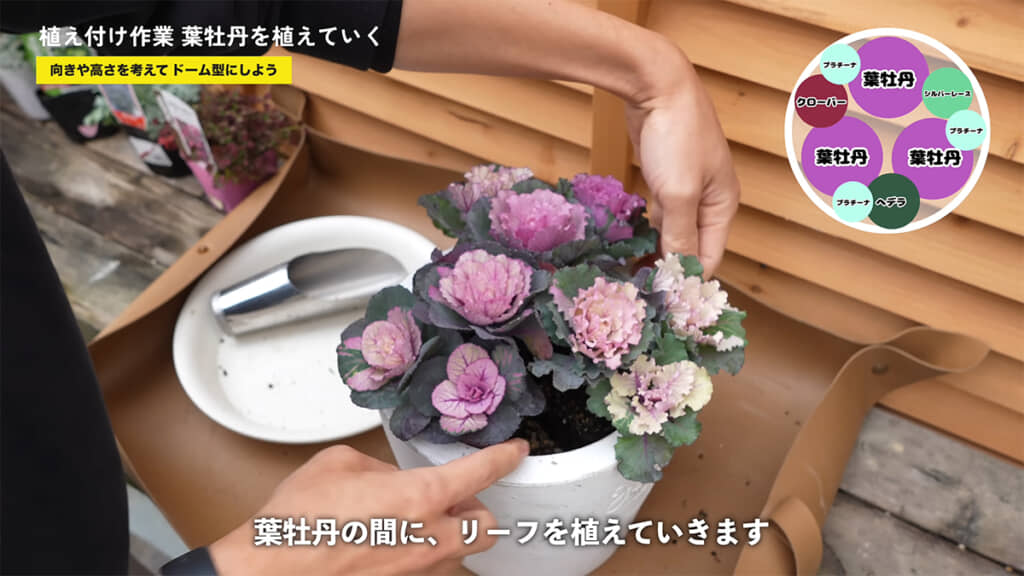 葉牡丹をドーム状に植え付け、隙間にカラーリーフを配置します