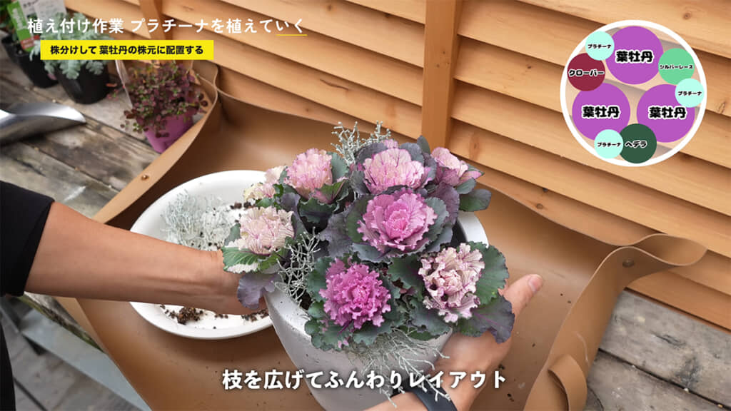 プラチーナはふんわりとレイアウト