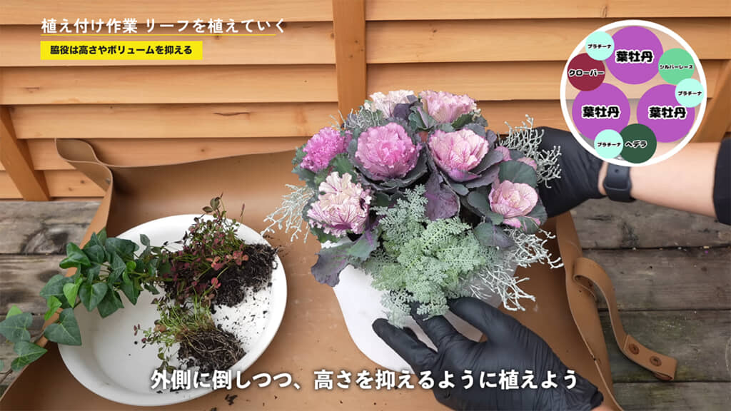 シルバーリーフは高さを抑えて