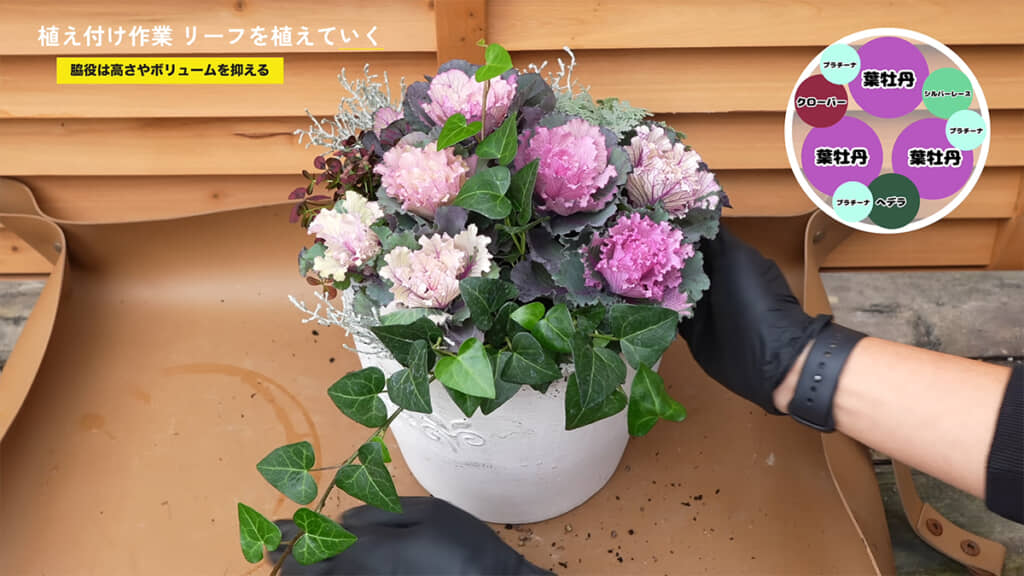 ヘデラも植えたら……