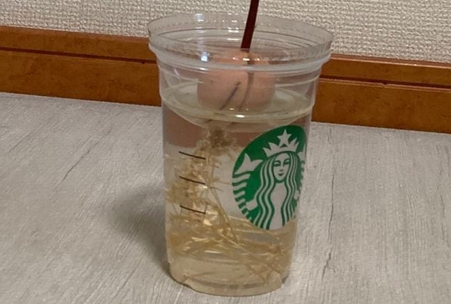 発根＆発芽したら……？