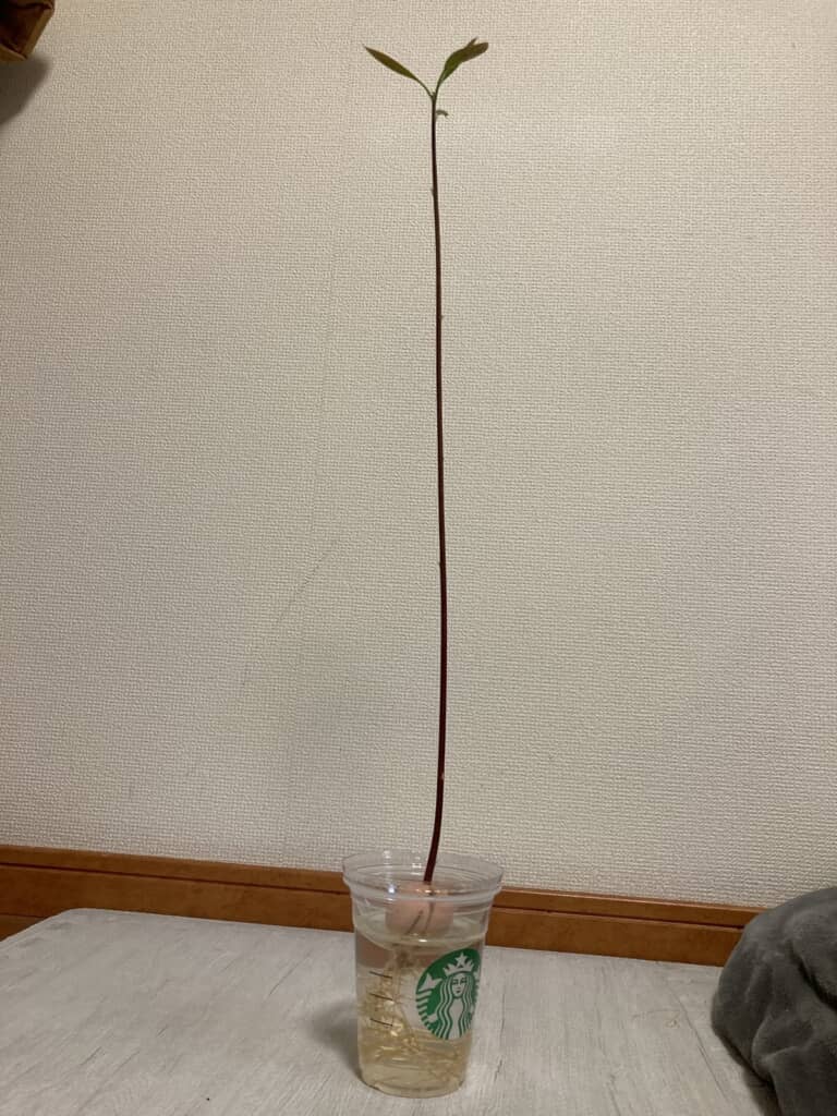 めちゃくちゃ伸びた……！