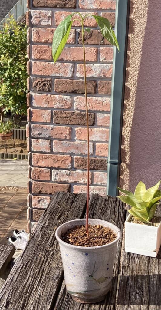 その後のアボカド