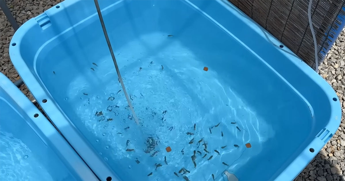 小さな金魚の兄弟→生き別れて2カ月後に再会 まさかの姿に「これだけの差が」「感慨深い」(1/3) | その他生き物 ねとらぼ
