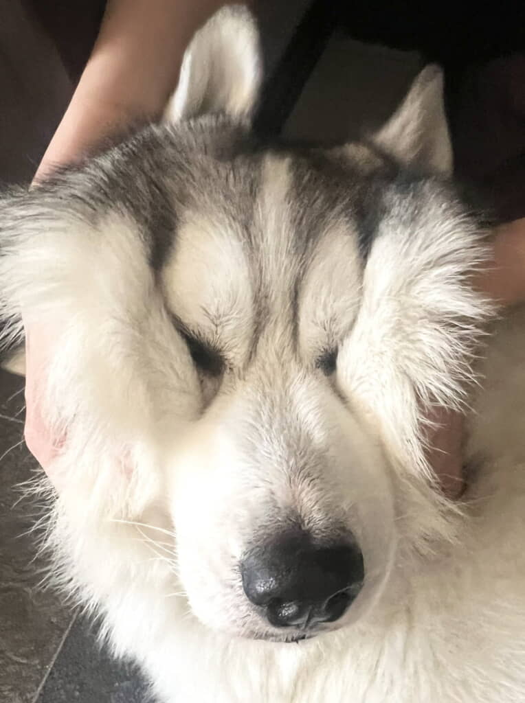 「誘い噛みして怒られ中」でもかわいすぎる
