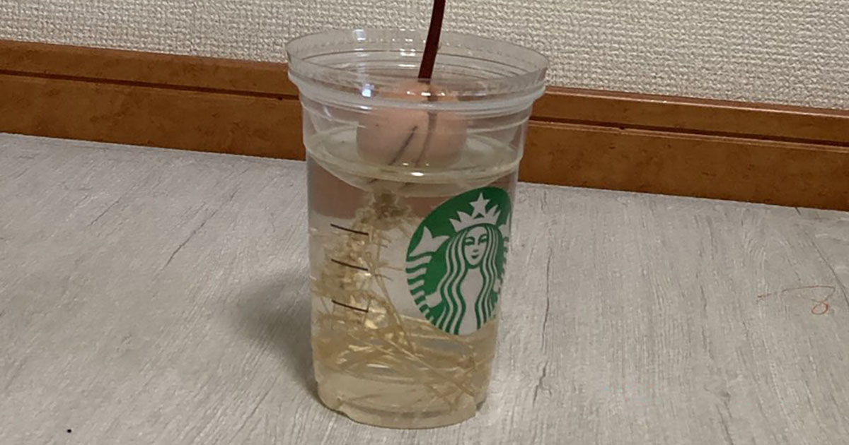 スタバのカップでアボカドを育てて2カ月後……　まさかの姿に「なにこれ？」「声出して笑った」（1/3） | その他生き物 ねとらぼ