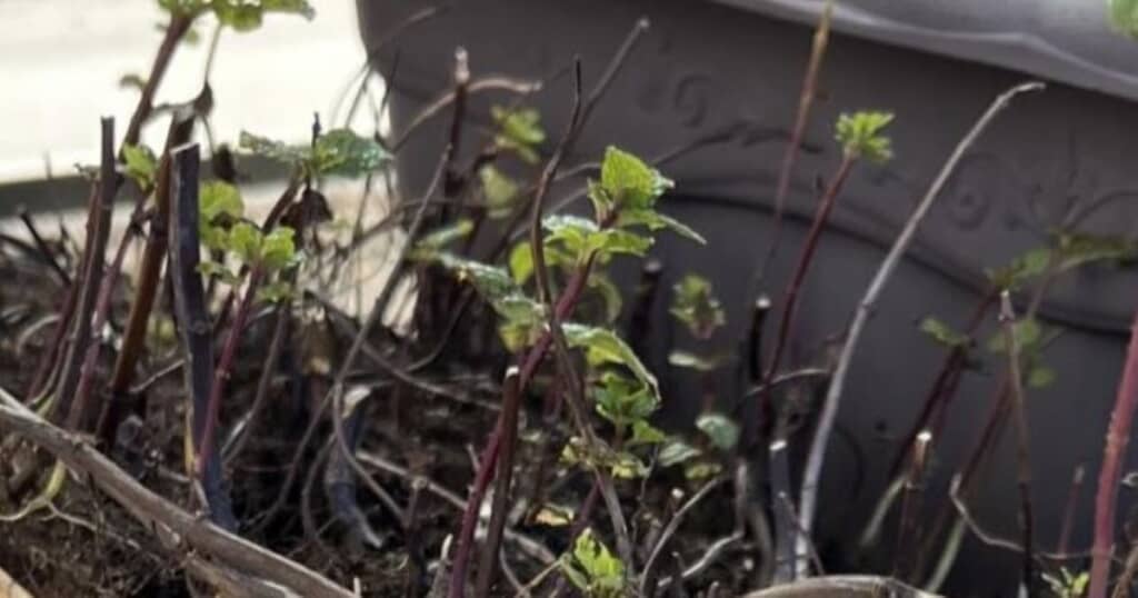 鉢から掘り起こしたミント