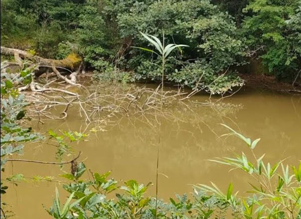 アメリカザリガニまみれだった終わってる池、駆除して1年後……　信じられない光景に「凄まじいですね」「ただただ圧倒されています！」（1/3） | その他生き物 ねとらぼ