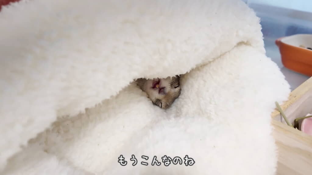 寝ながら何かを食べているようなまめごちゃん
