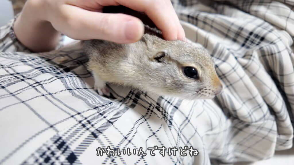 普段はこんなかわいいおめめ
