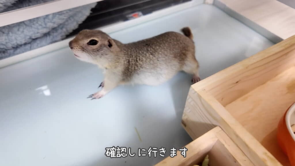 確認しにいくと起き上がってくれる
