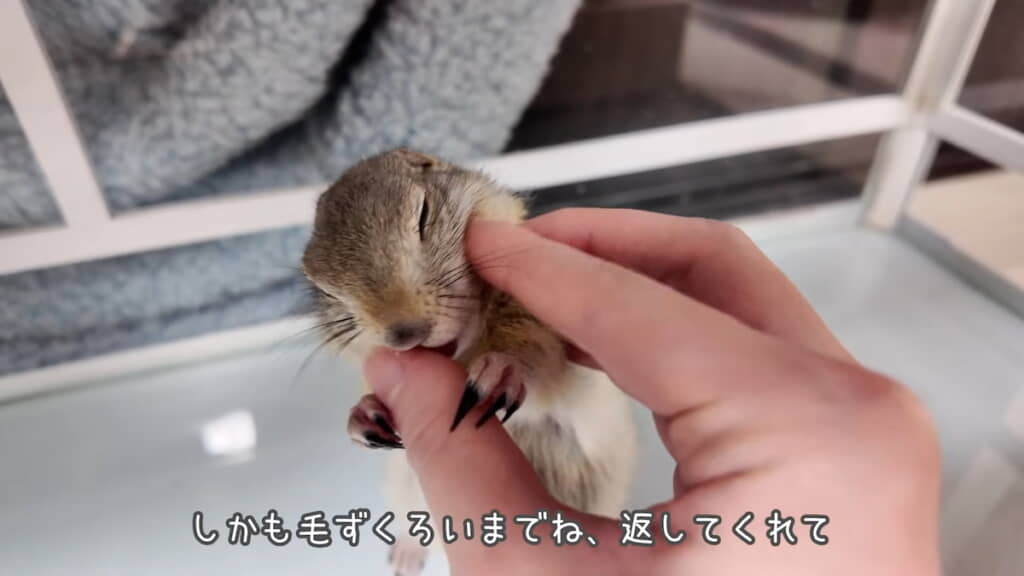 ……お返しに毛繕いしてくれる
