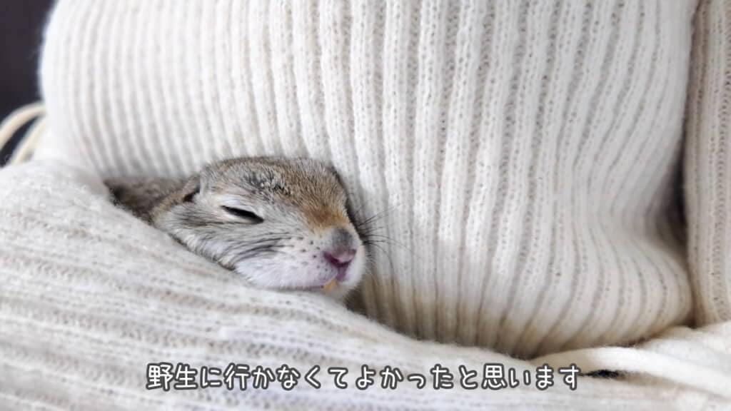 抱っこされて幸せそうなまめごちゃん
