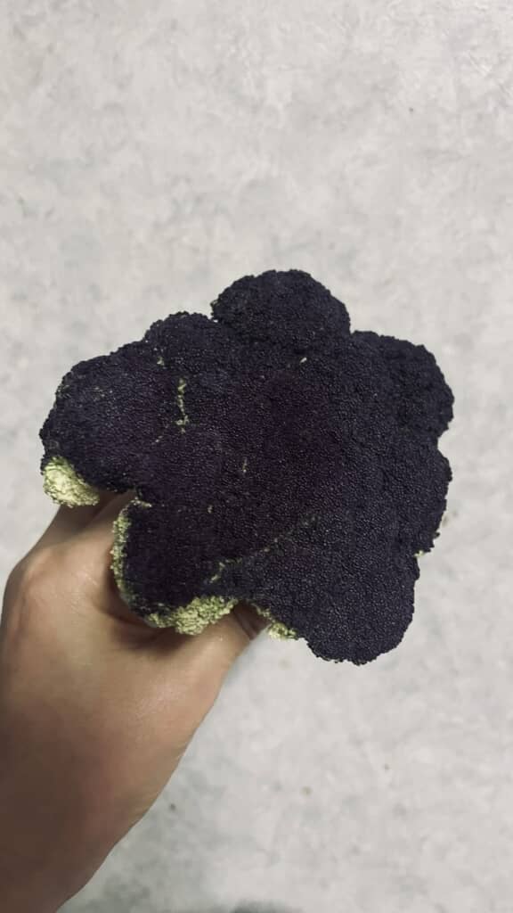手に持った紫色のカリフラワーの房