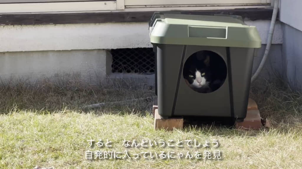 設置しておいたコンテナ型のハウスに入ってくつろぐ姿が