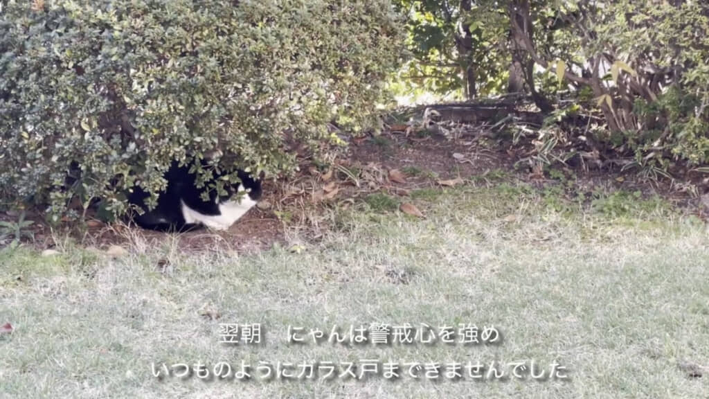 ハウスを設置する瞬間を見ていたのか、警戒心を強めてしまった様子