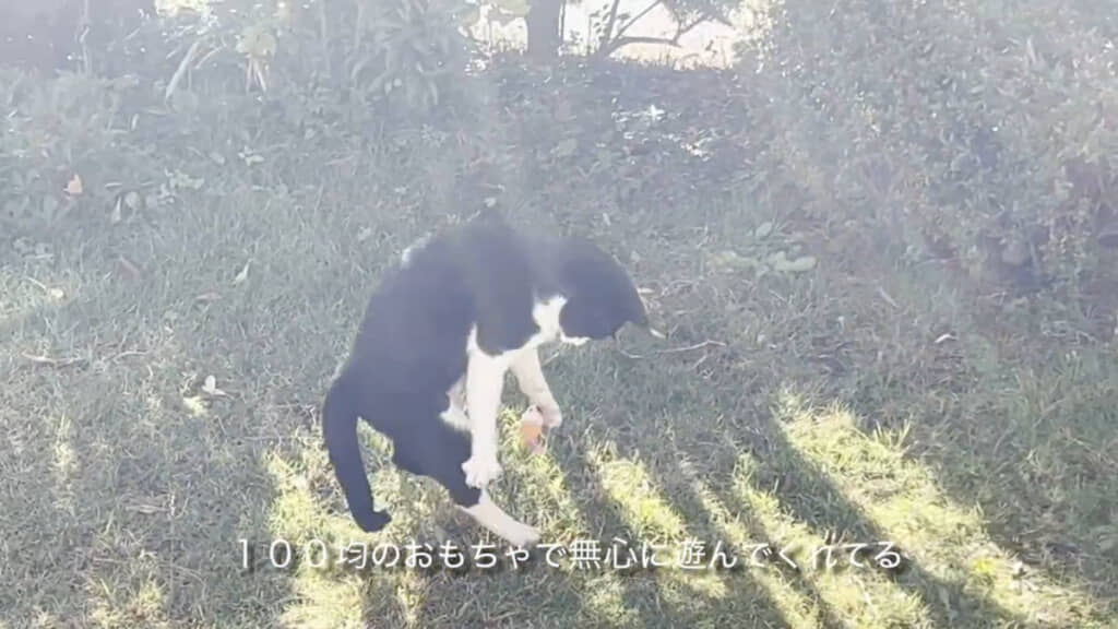 警戒しつつも、tsukiさんの目の前でおもちゃで楽しそうに遊ぶ姿を見せてくれます