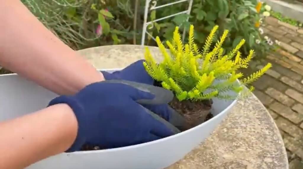 横長の鉢にエリカバレリグリフィスを植えます