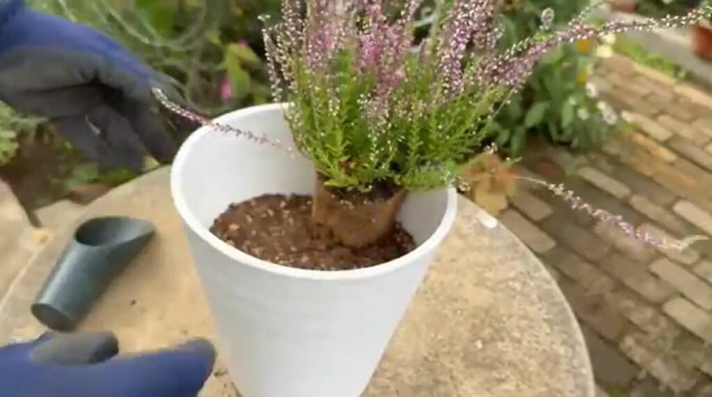 カルーナガーデンガールズシリーズを植えます