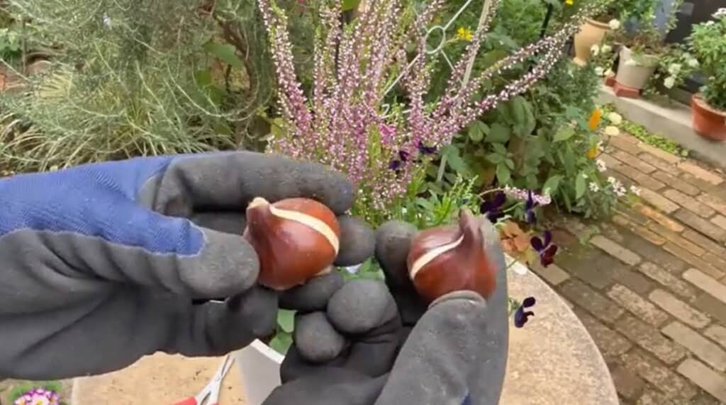 チューリップの球根を忍ばせます