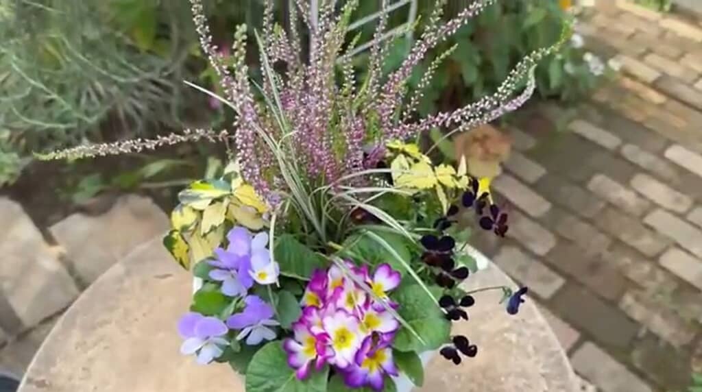 球根が育つのが楽しみです