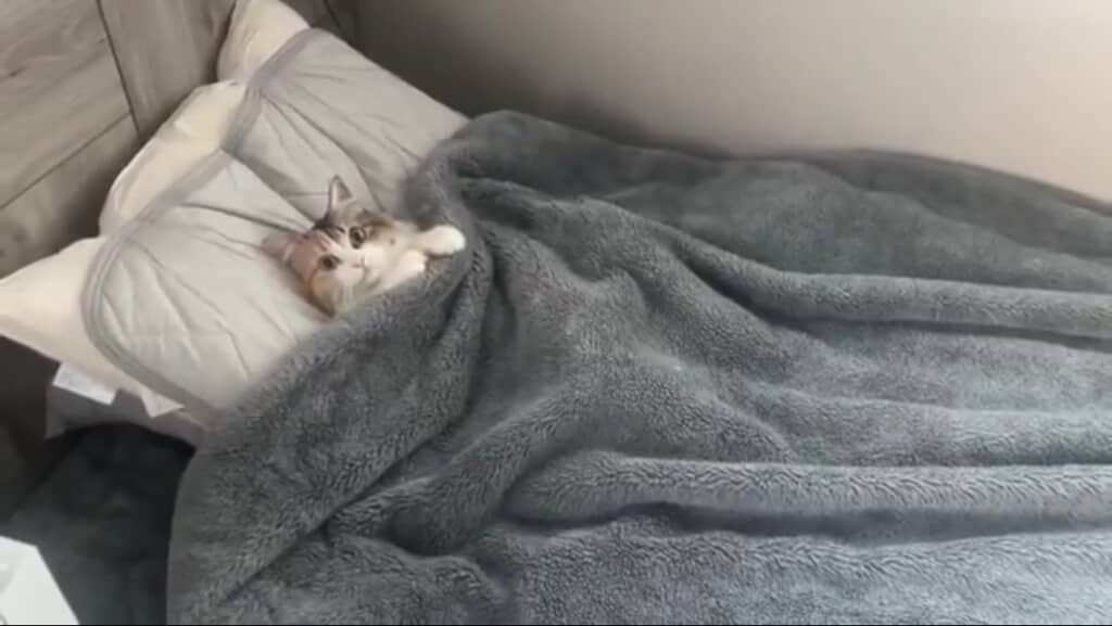 毛布に入った猫ちゃん