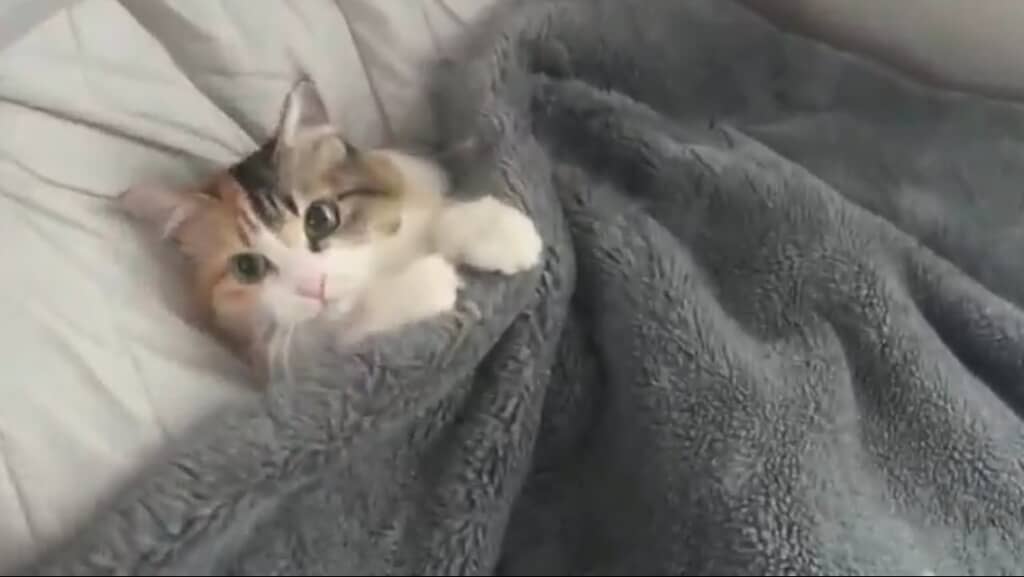 毛布に入った猫ちゃん