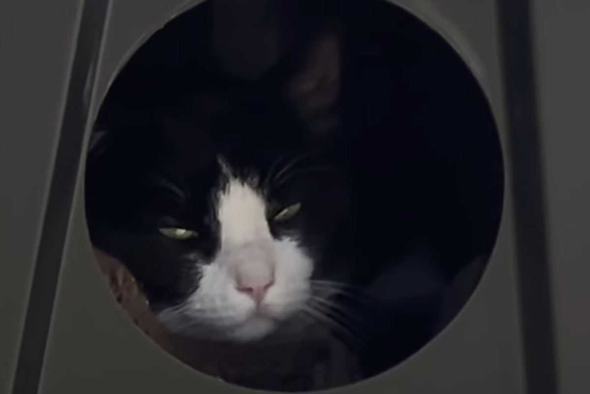 「外猫ハウスを作ってはみたけれど」　野良猫のために頑張った女性が“ちょっと後悔”した涙の光景に「感動」「優しさ伝わっていると思います」（1/3） | 猫 ねとらぼ