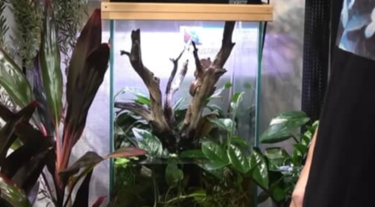 カエルの水槽を2週間掃除しなかったら…… 予想外の展開に「神回」「ほんとかわいい」の声(1/3) | その他生き物 ねとらぼ