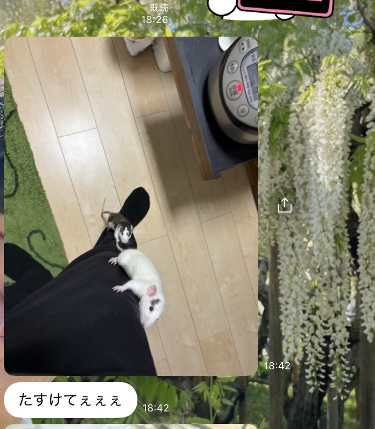 夫からLINEで来たメッセージと画像