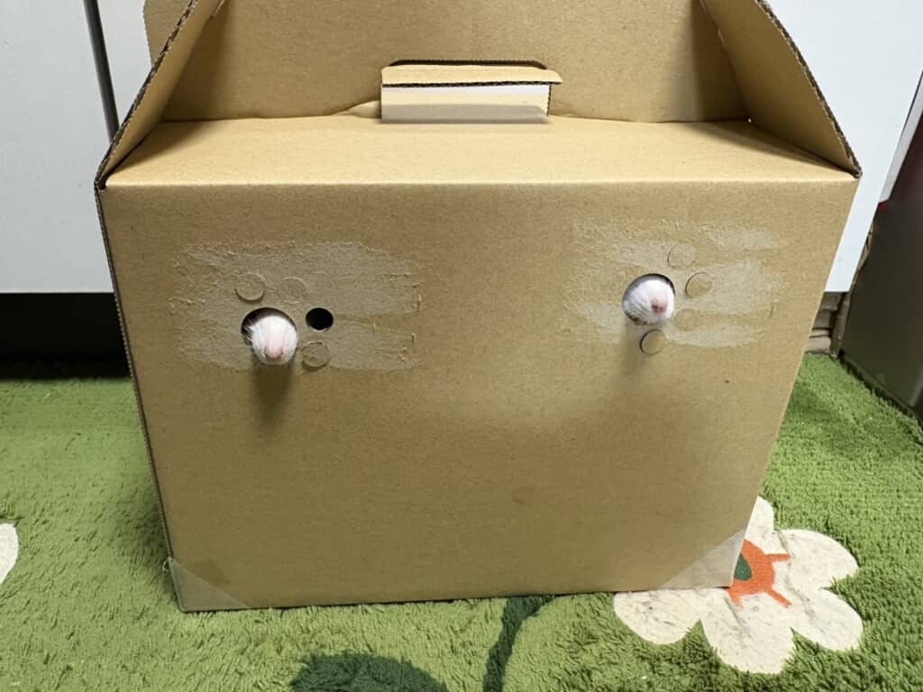 お家に迎えたときの様子