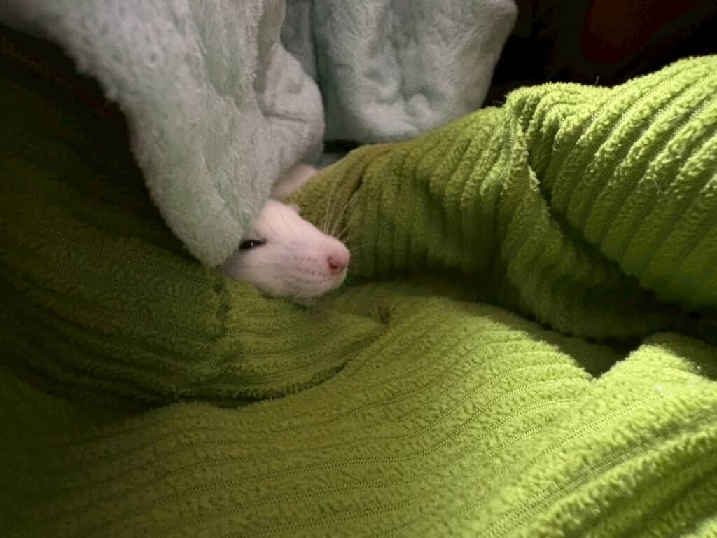 ちょこんと顔を出して……