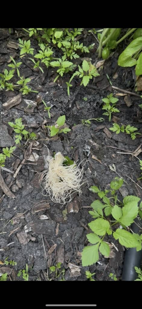 夫が植えておいてくれたネギは……？