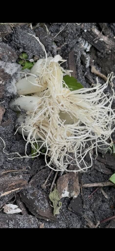 逆に植えられたネギ