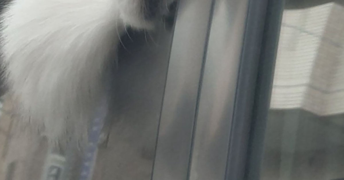 車に乗ったワンコが外で笑われた理由→見れば納得の表情に「これは笑顔になる」「The無防備」（1/3） | 犬 ねとらぼ