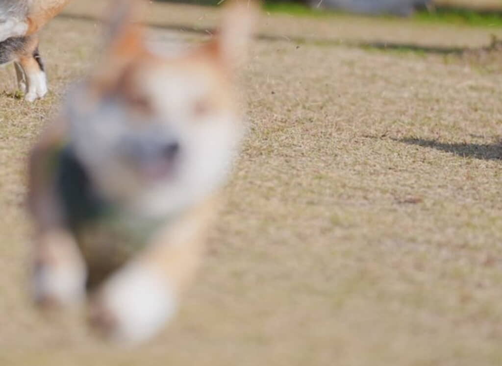 ブレてしまったコメくん