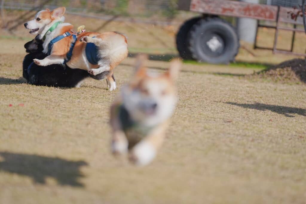 アモルくん何してるの!?