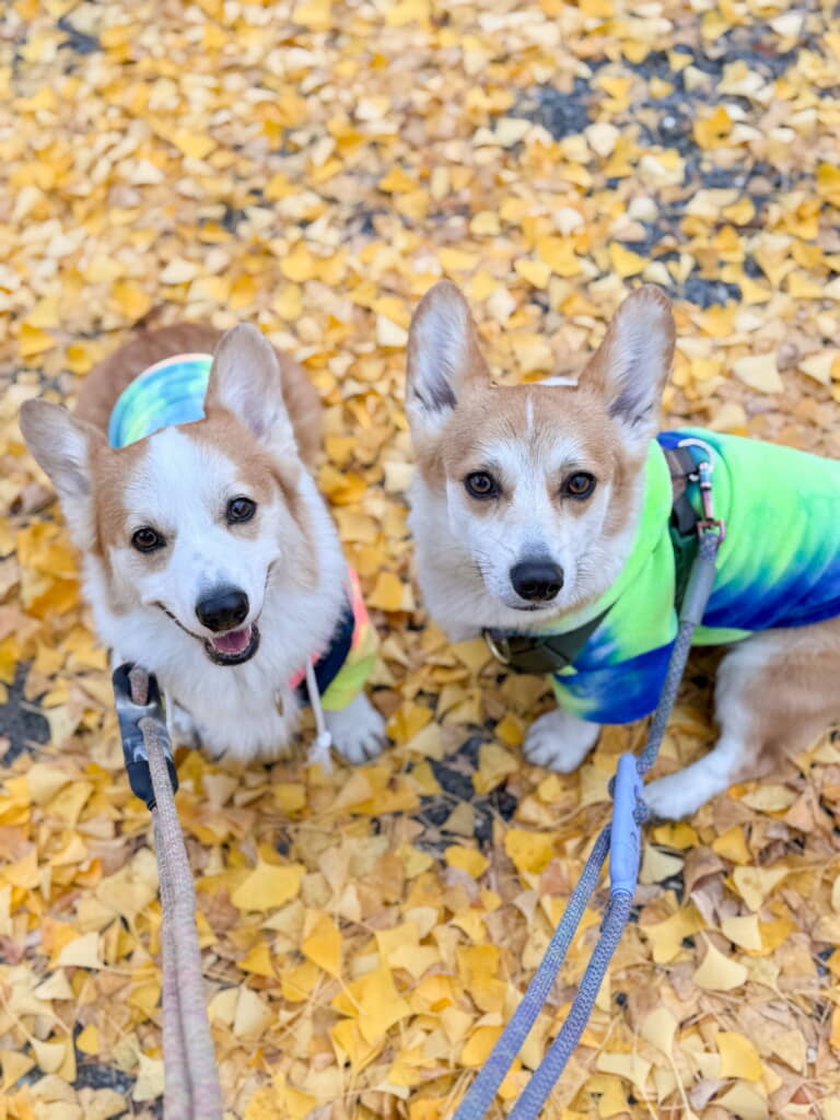 キュートな仲良し兄弟