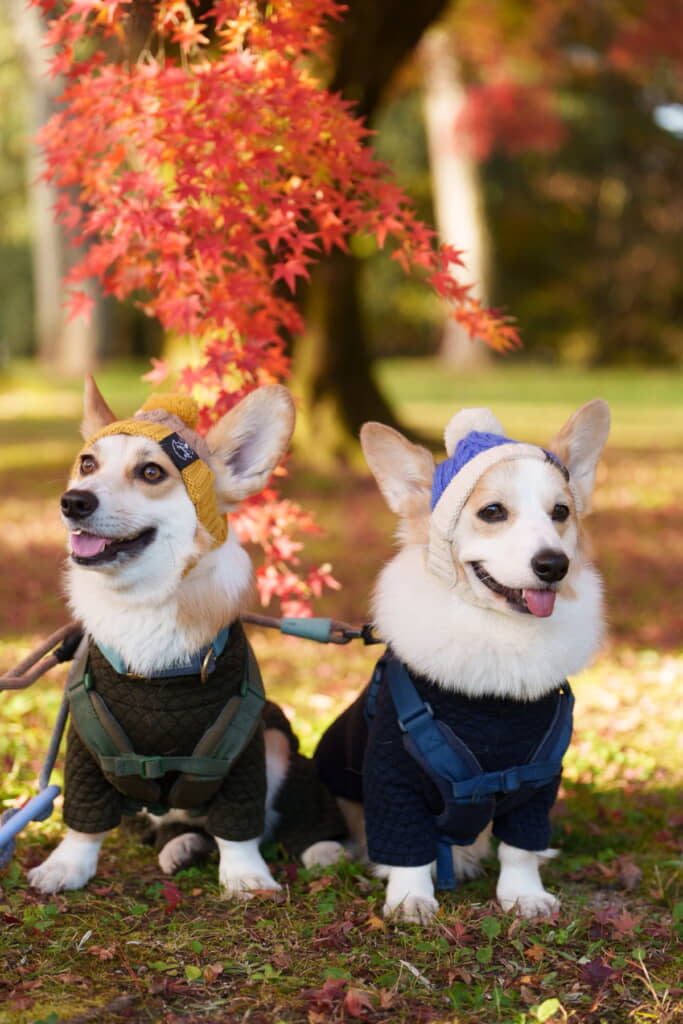 冬のお洋服で楽しむお散歩