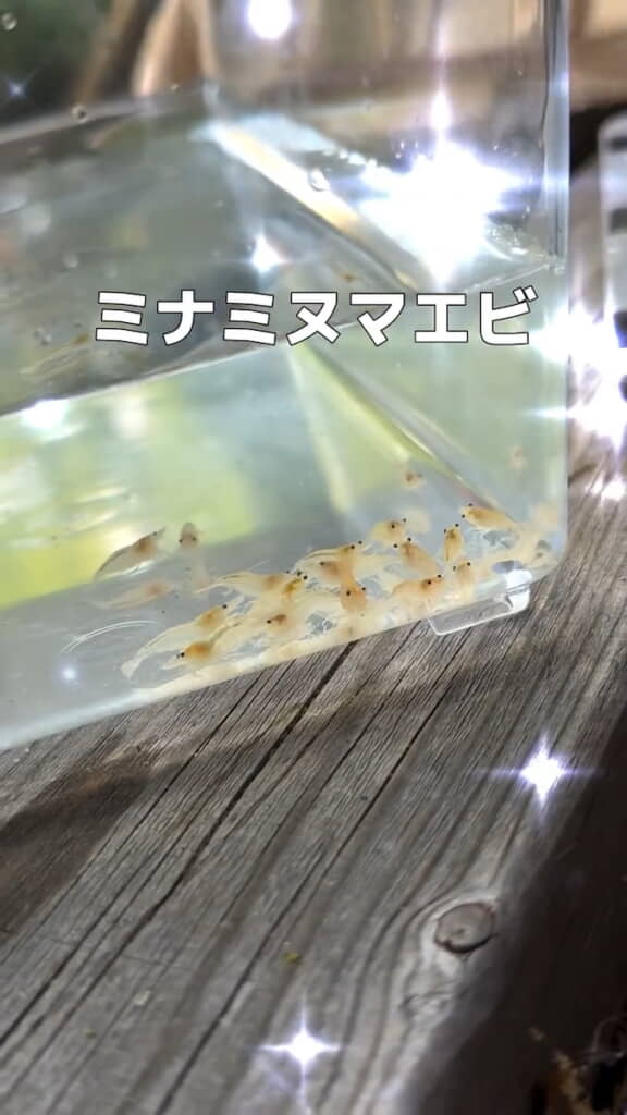 もらった約20匹のミナミヌマエビ