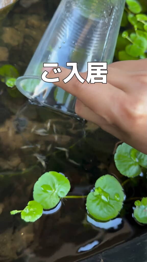 元からある水槽に“入居”